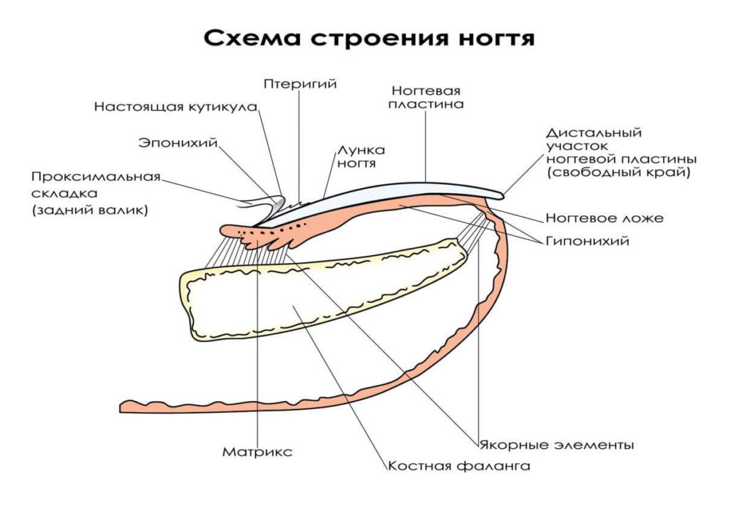 Как растет ноготь фото Маникюр.Базовый уровень.Строение ногтевого аппарата Станция "Pilochki" Дзен