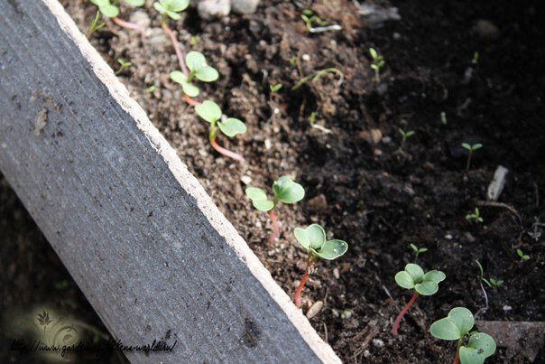 Вытянувшиеся ростки присыпьте (окучьте) до семядолей