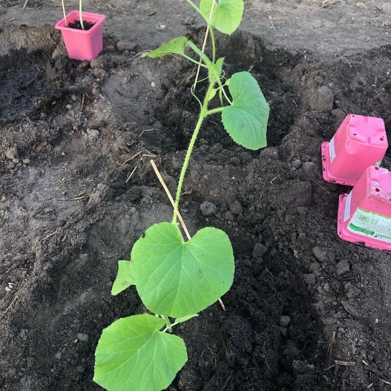 Фото https://www.instagram.com/p/BxkwmOUIT54/