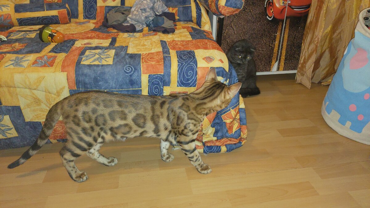 Бумер знакомится с нашей милкой.