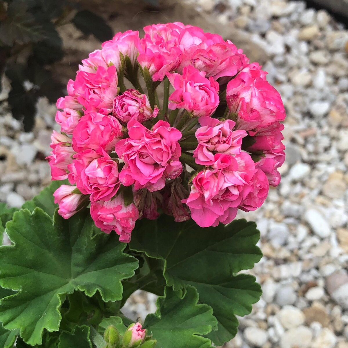 Сортов пеларгоний – десятки тысяч. На фото: Australian pink rosebud