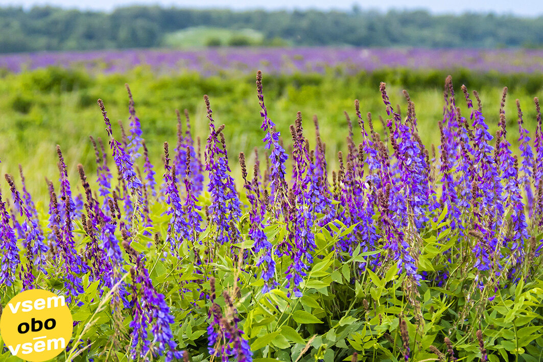 Многолетняя трава козлятник (листайте вправо 3 фото)
