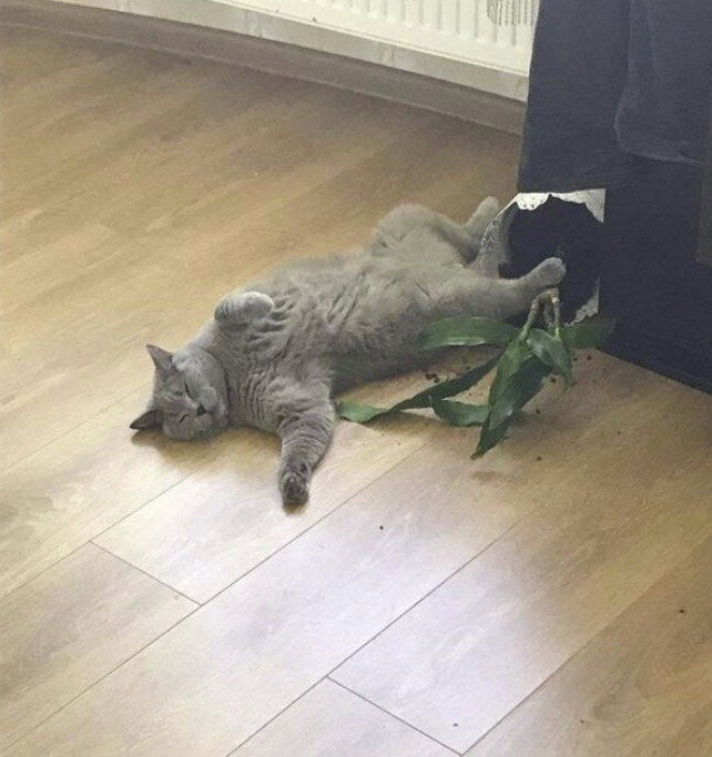 Источник: www.reddit.com