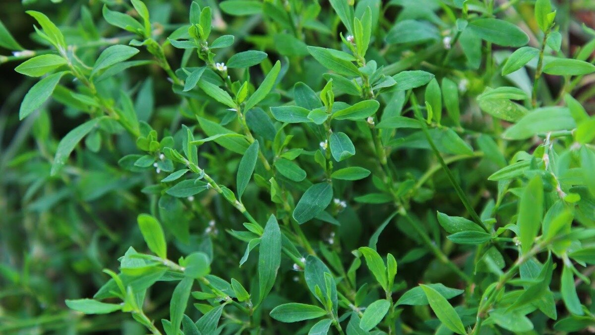 Фото:narodnymi.com