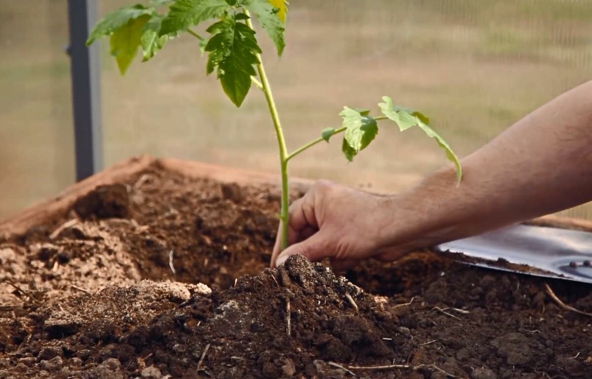 Можно ли посадить рассаду помидор в апреле. Подсыпка земли в рассаду. Сажаем рассаду. Рассада томата на 1 га. Когда подсыпать землю в рассаду помидор.