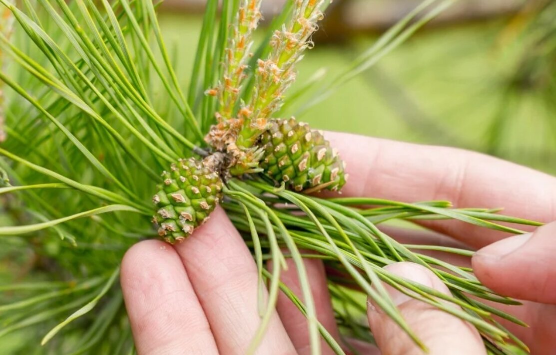 Молодые женские шишки. Шишка сосны Pinus lambertiana. Сосновый вертун сосны обыкновенной. Сосна обыкновенная шишки. Микростробилы сосны обыкновенной.