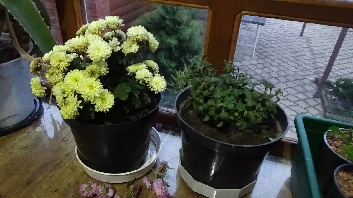 Октябрь, готовлю новые мультифлоры к зимнему хранению