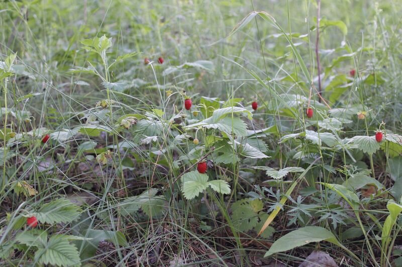 кто-то собирает землянику и продает её по 300 рублей за поллитровую баночку