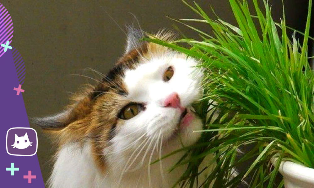 4 способа отучить кота лезть в цветы