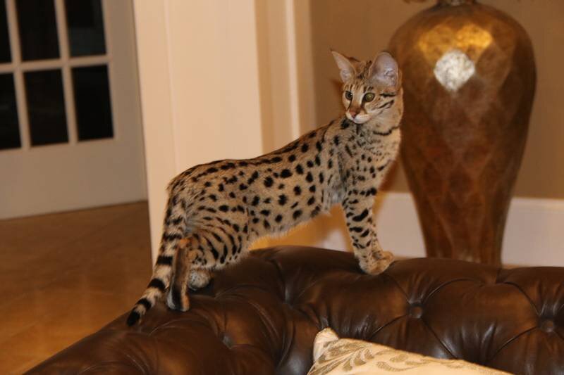 Самая дорогая кошка фото. Дорогие породы кошек. Домашние кошки похожие на леопарда. Кошка похожая на леопарда. Самая дорогая кошка.