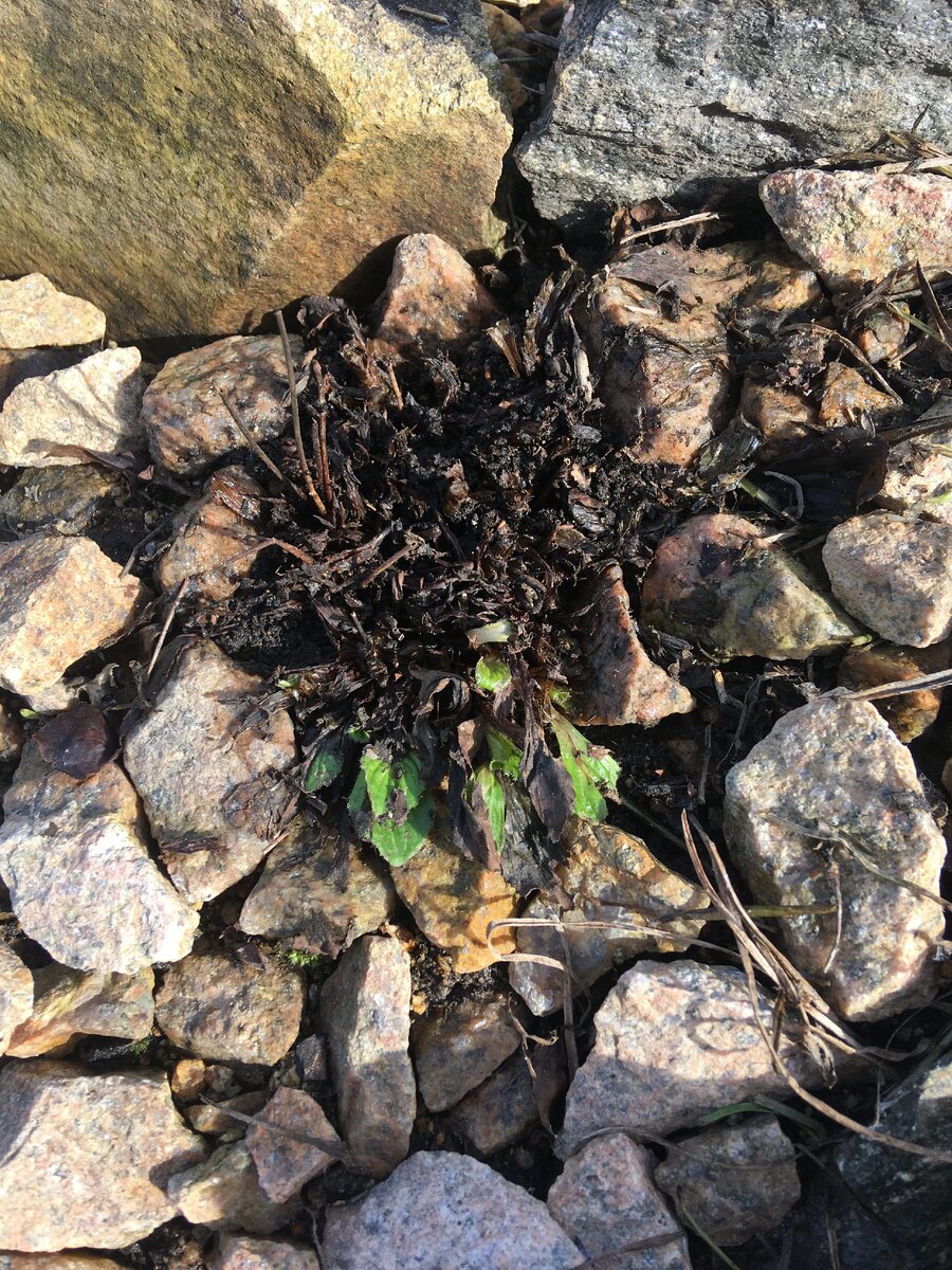 Кальцеоля́рия двухцветко́вая (лат. Calceolaria biflora)