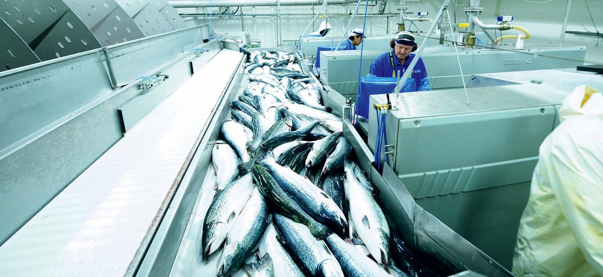 Значительная часть улова дальневосточной рыбы отправится на внутренний рынок.
