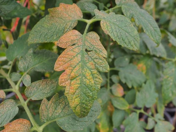 Почему опадают и желтеют листья: причины и решения