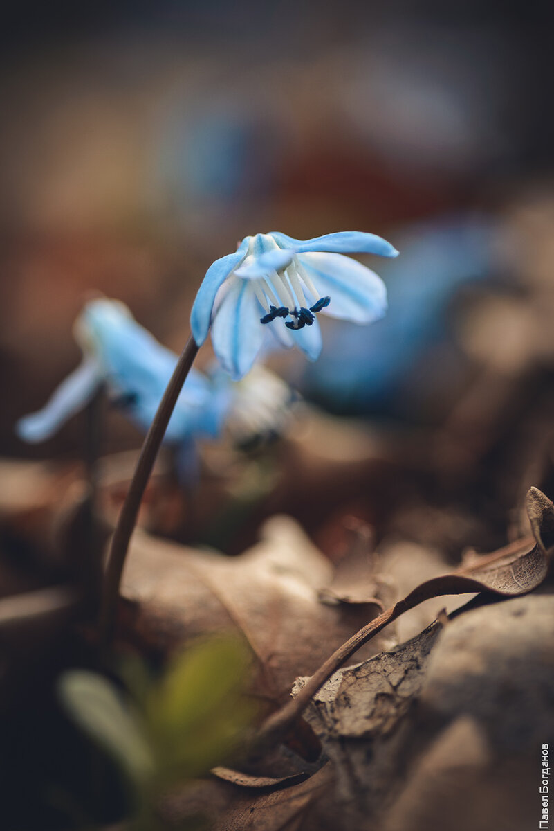 Яндекс.Картинки