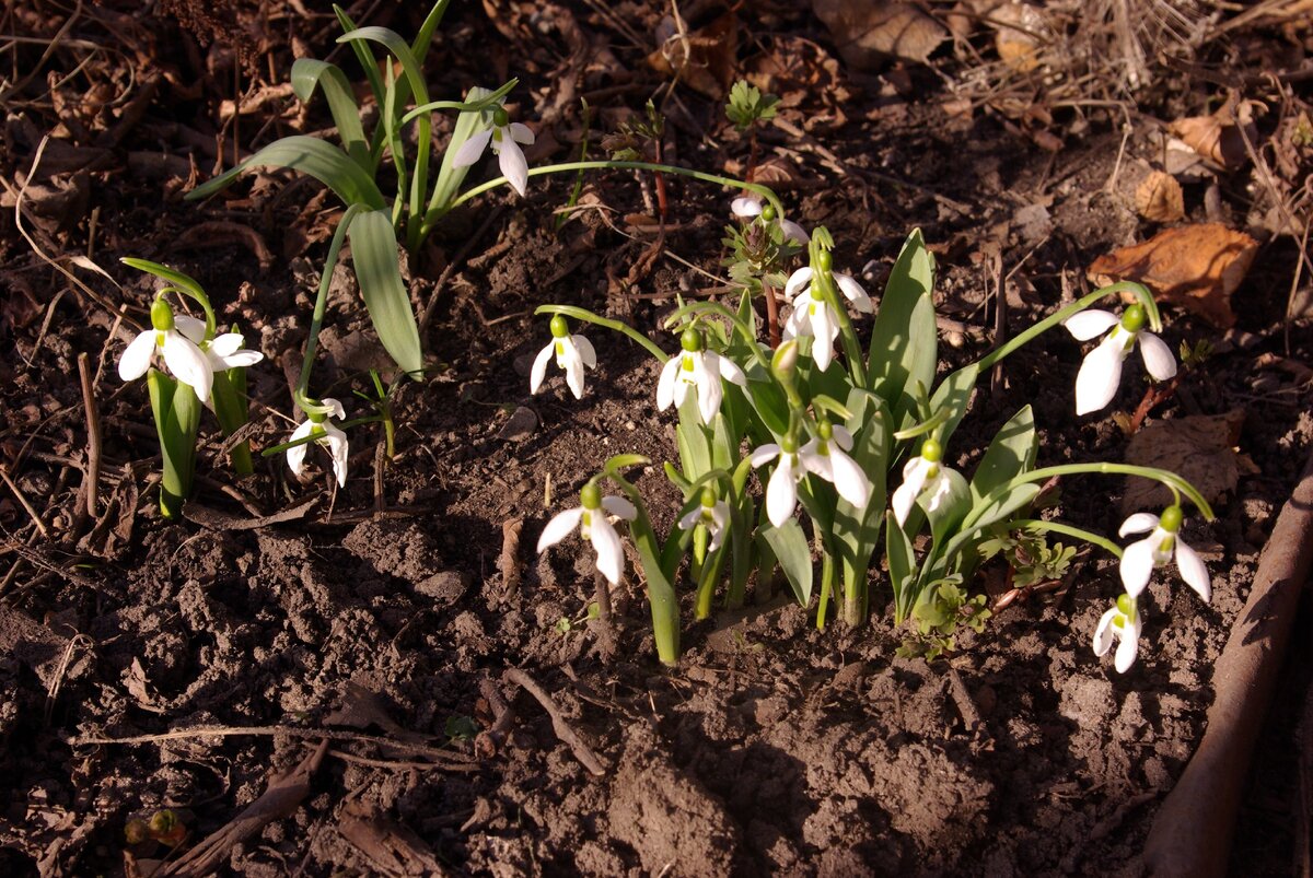 ПОДСНЕЖНИК СНОУ ДРАЙПС. Фото мое