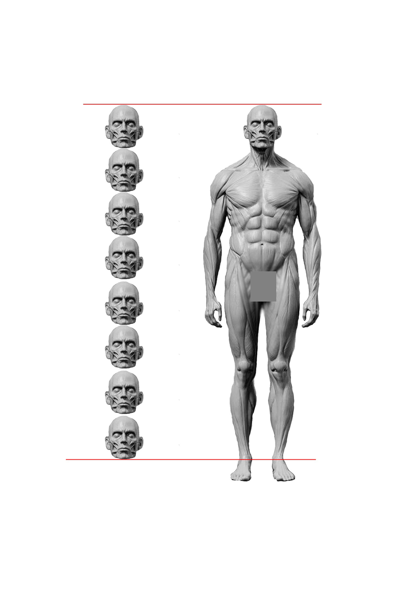 Рост человека относительно размера головы.