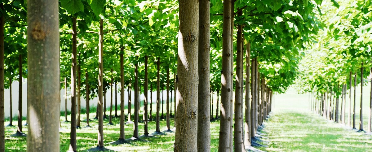 Плантации павловнии в 10 раз эффективней гевеи (каучукового дерева). Каждый гражданин РФ имеет право получить в собственность такую плантацию, не затратив ни одного рубля, но гектаров, пригодных для ее выращивания, на Дальнем Востоке всем не хватит. 
