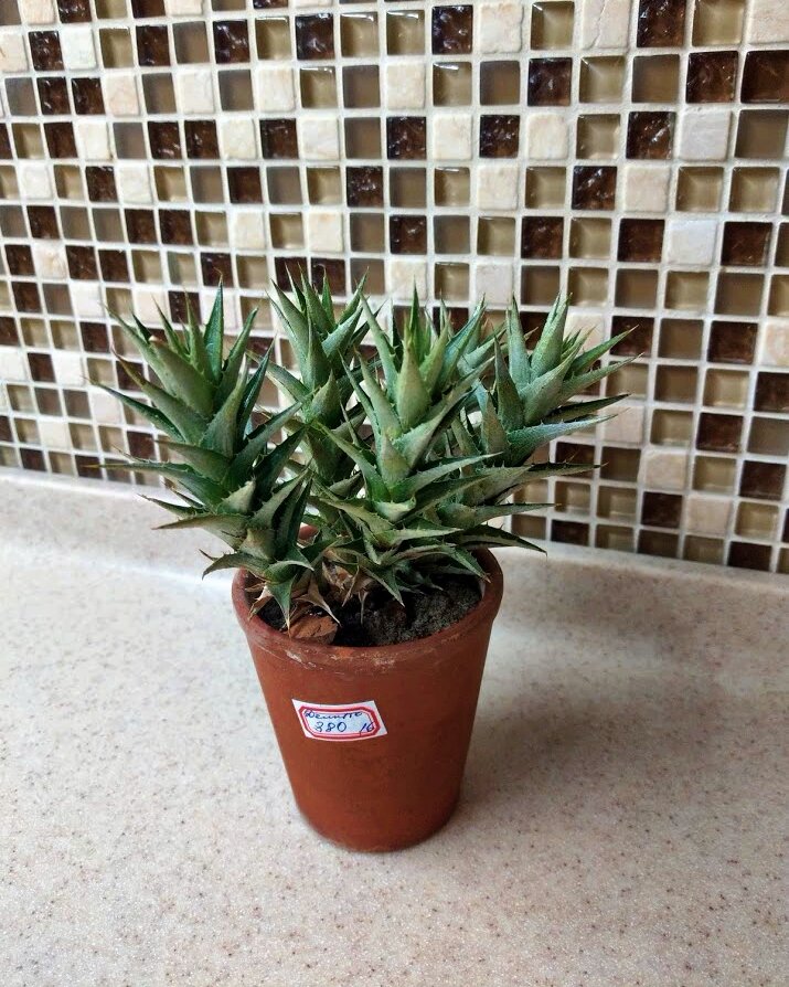 Deuterocohnia