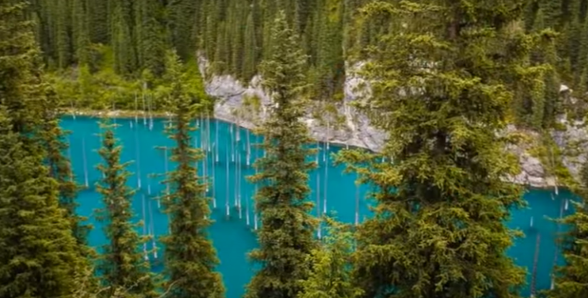 Торчащие стволы деревьев. Фото из свободных источников