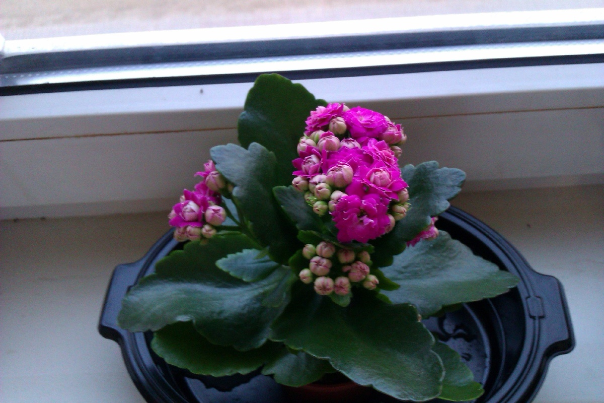 Это красивый вариант моих примул