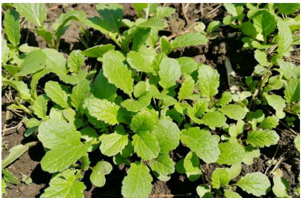 Сидерат горчица