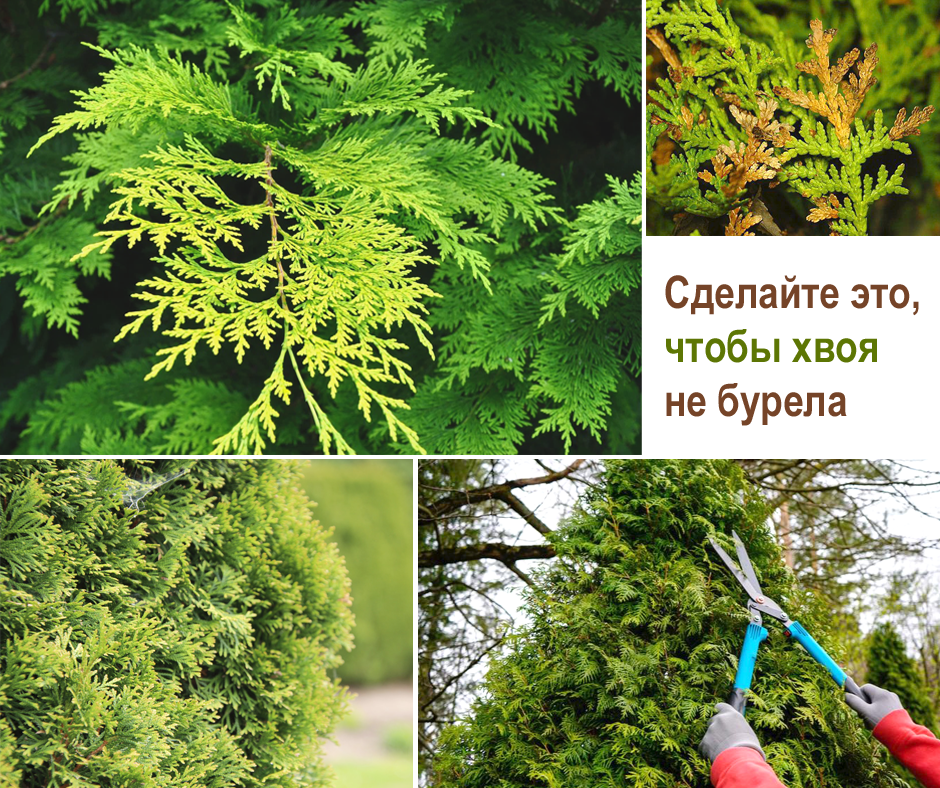 коллаж из фото, взятых в интернете