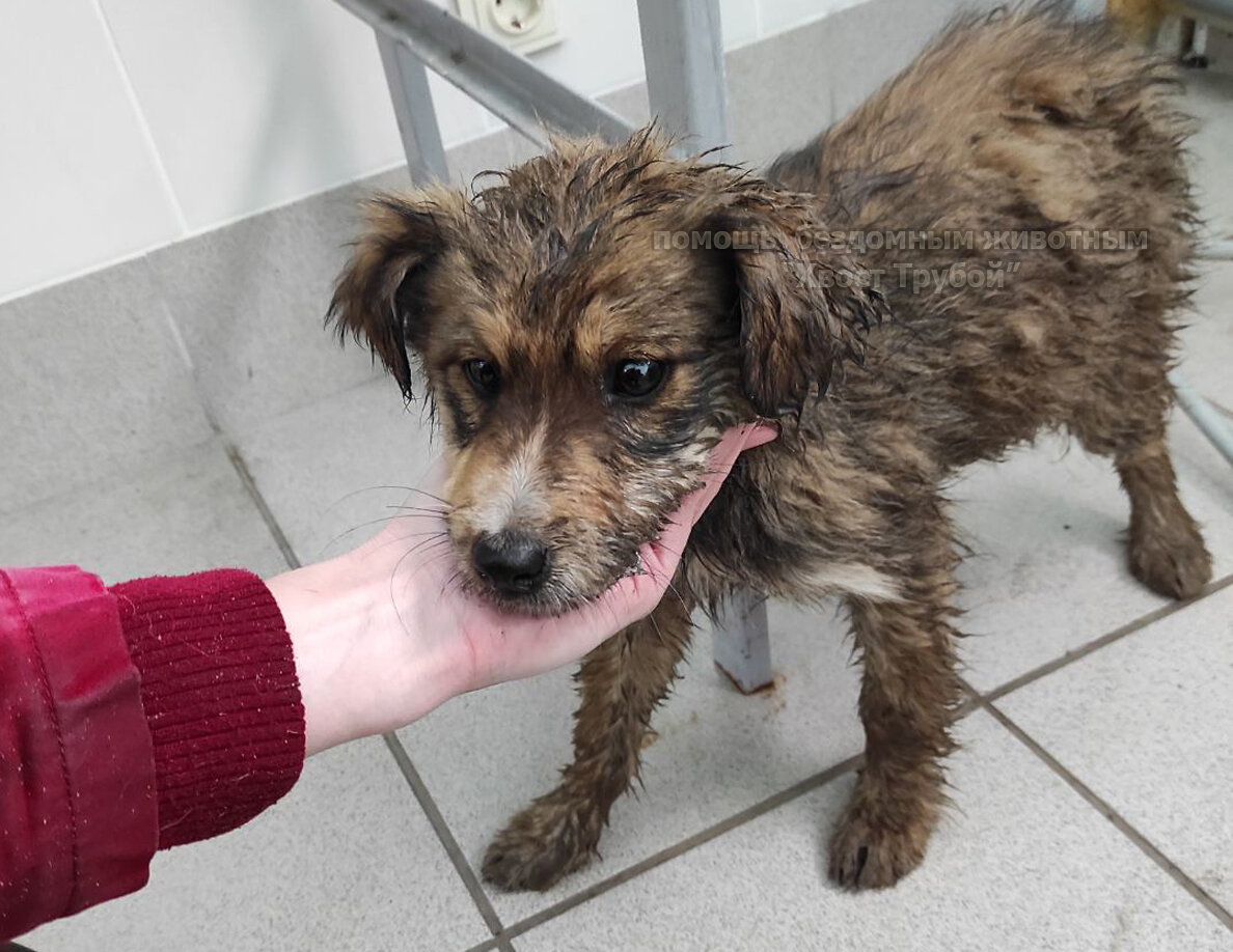 Малышка в ветеринарной клинике на обследовании.