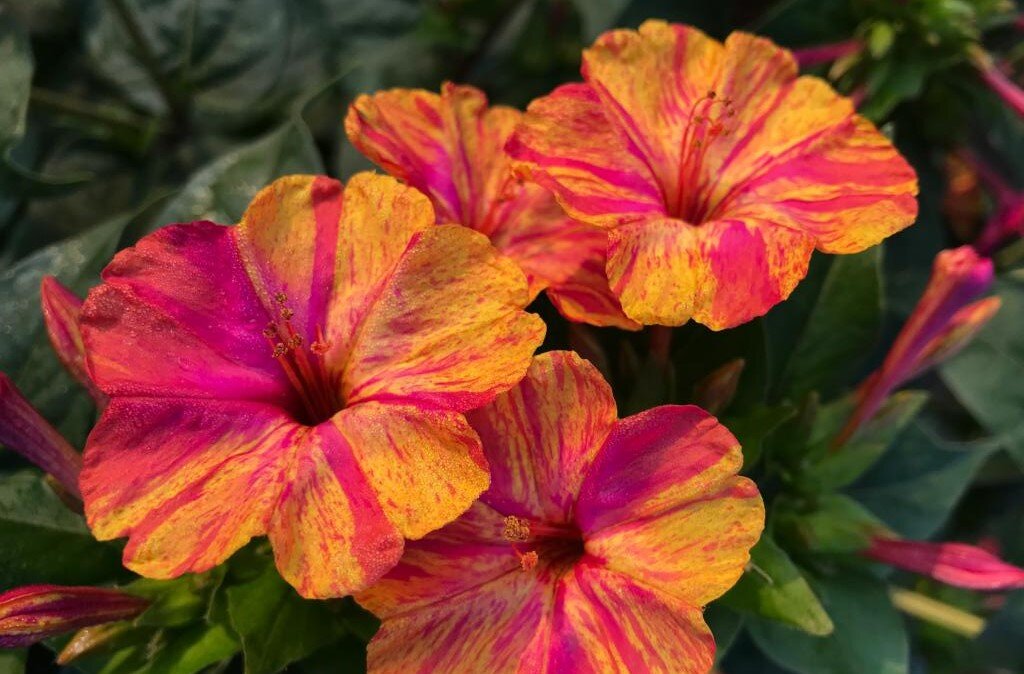 Источник фото: Яндекс. Картинки