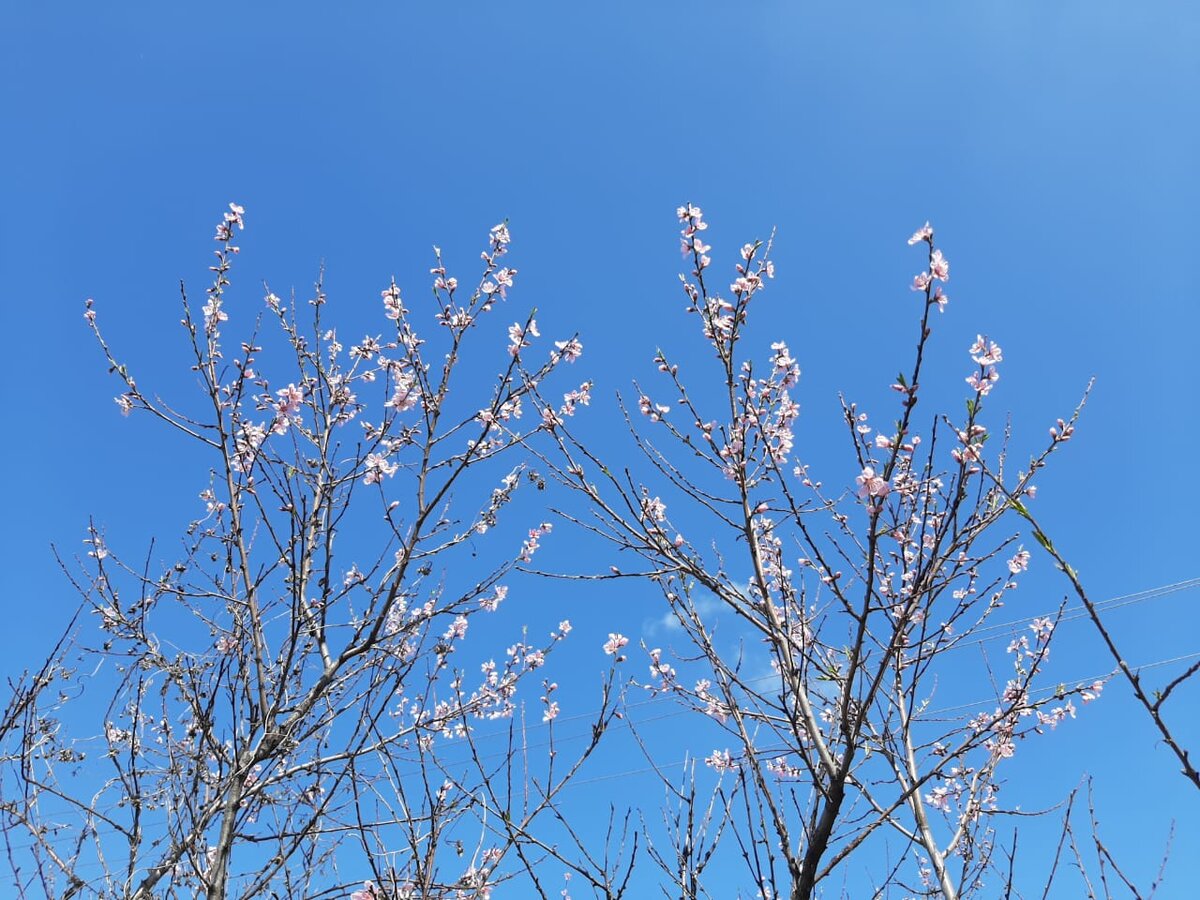  Все живое к небу тянется. Фото Елены Погореловой