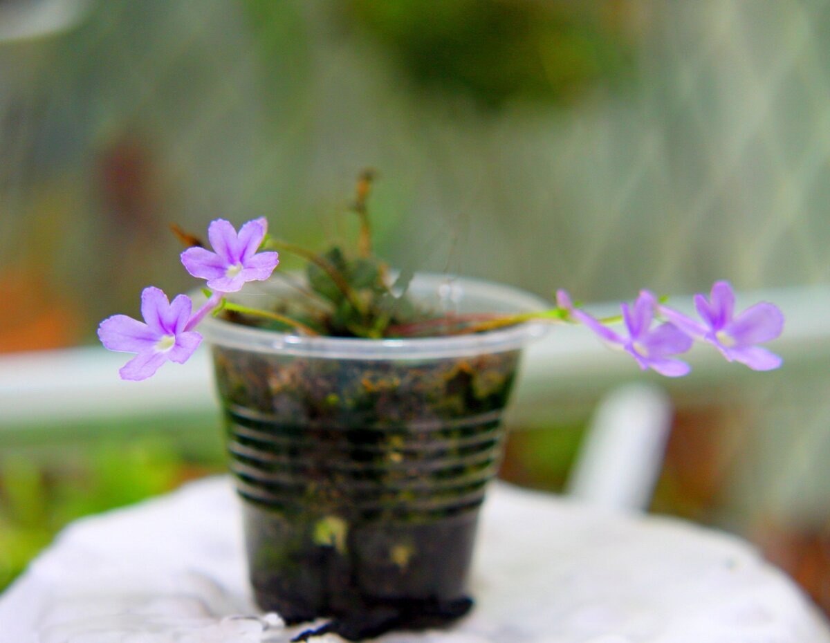 Микросиннингия pusila Baill. Фото автора.