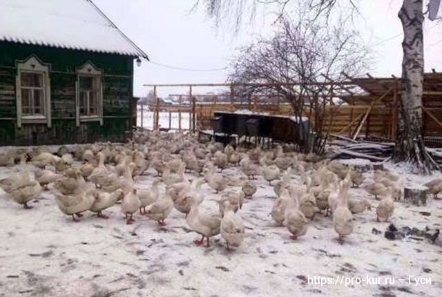 Особенности разведения