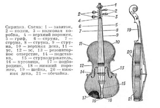 Строение скрипки