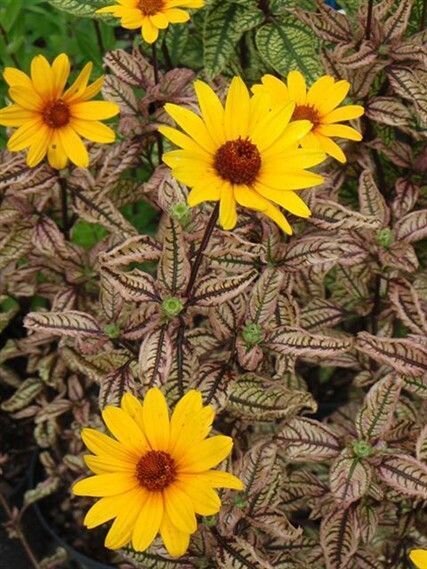 Гелиопсис Heliopsis Summer Pink 