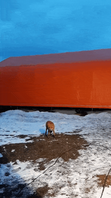 Лиса пробует Twix