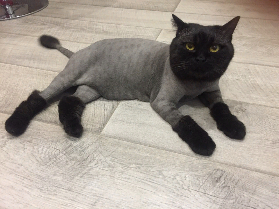 Кошки со стрижками