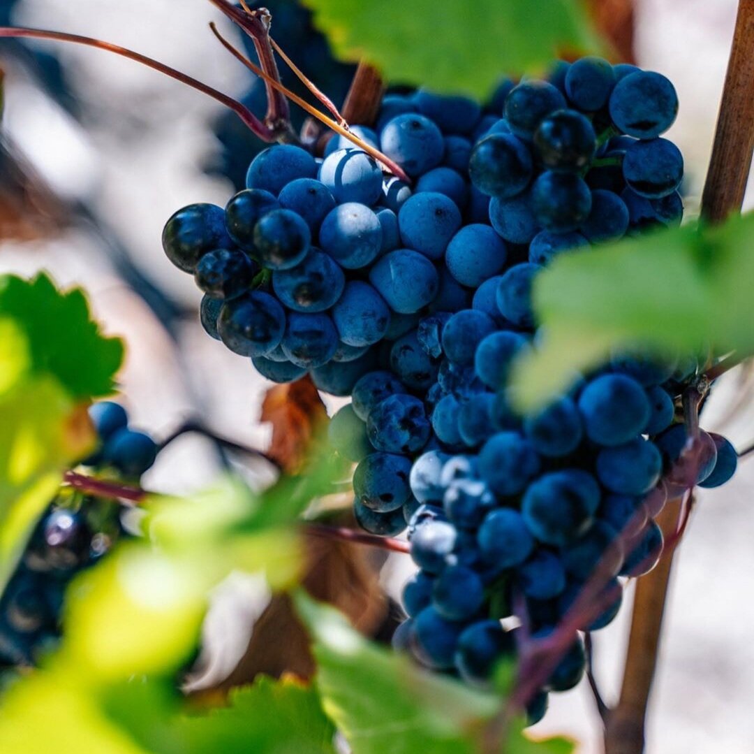 Гроздь Красностопа Золотовского.