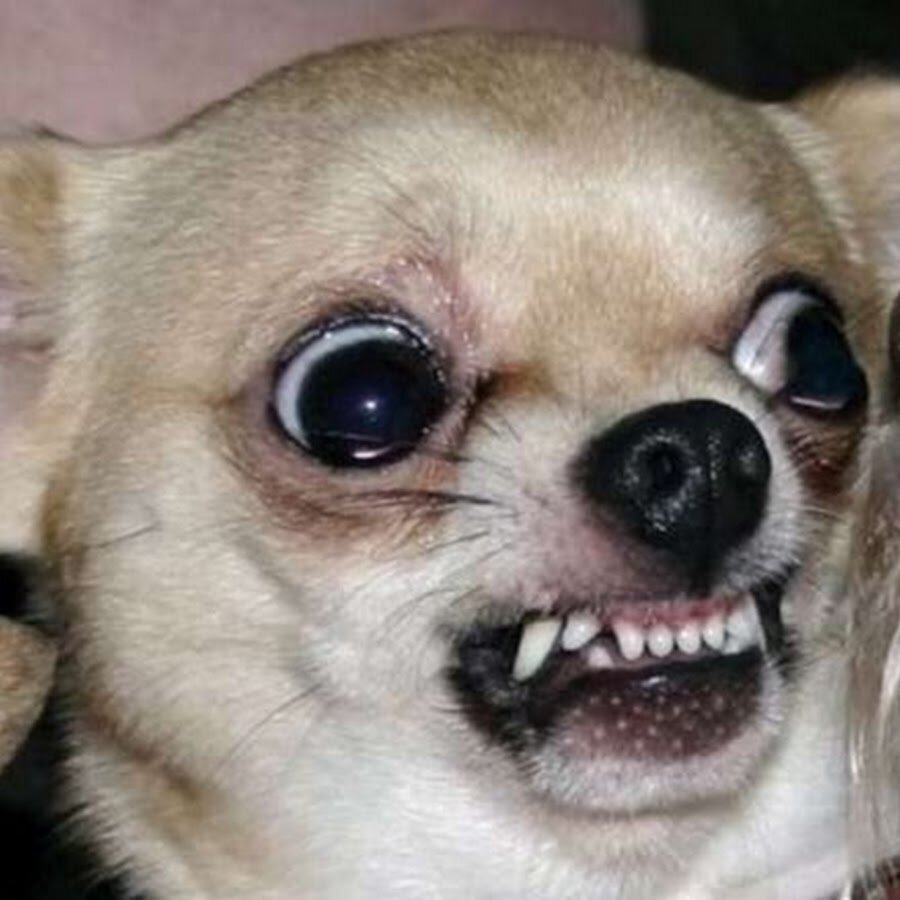 Всех боюсь, особенно себя!    (Фото из открытых источников)