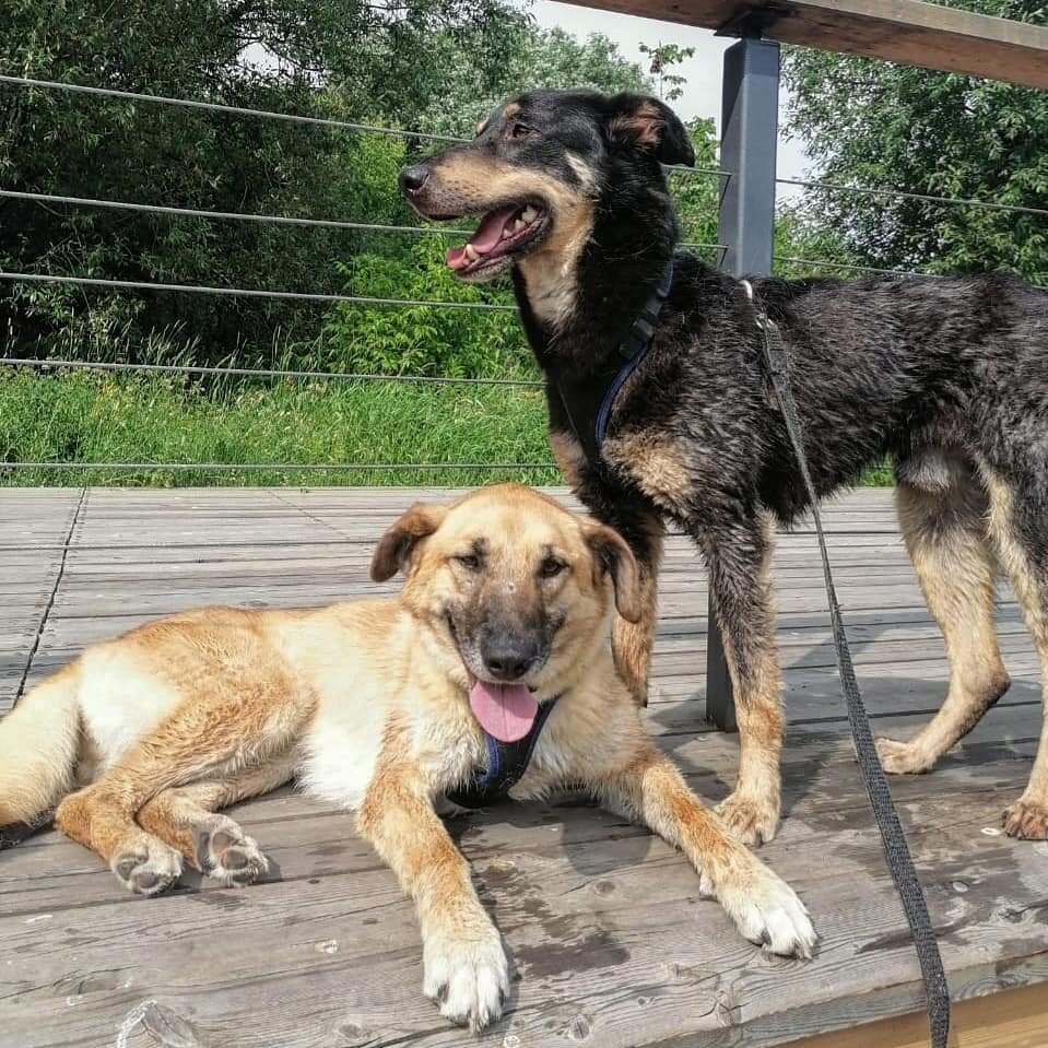 Сохнут после речных ванн))