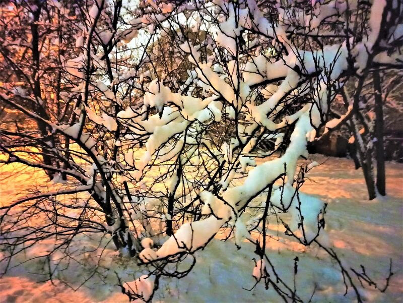  Листайте галерею для просмотра. Зимние красоты нашего двора. Фото автора.