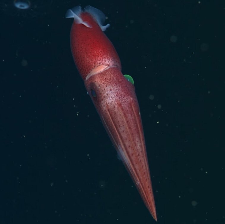 Источник: MBARI 