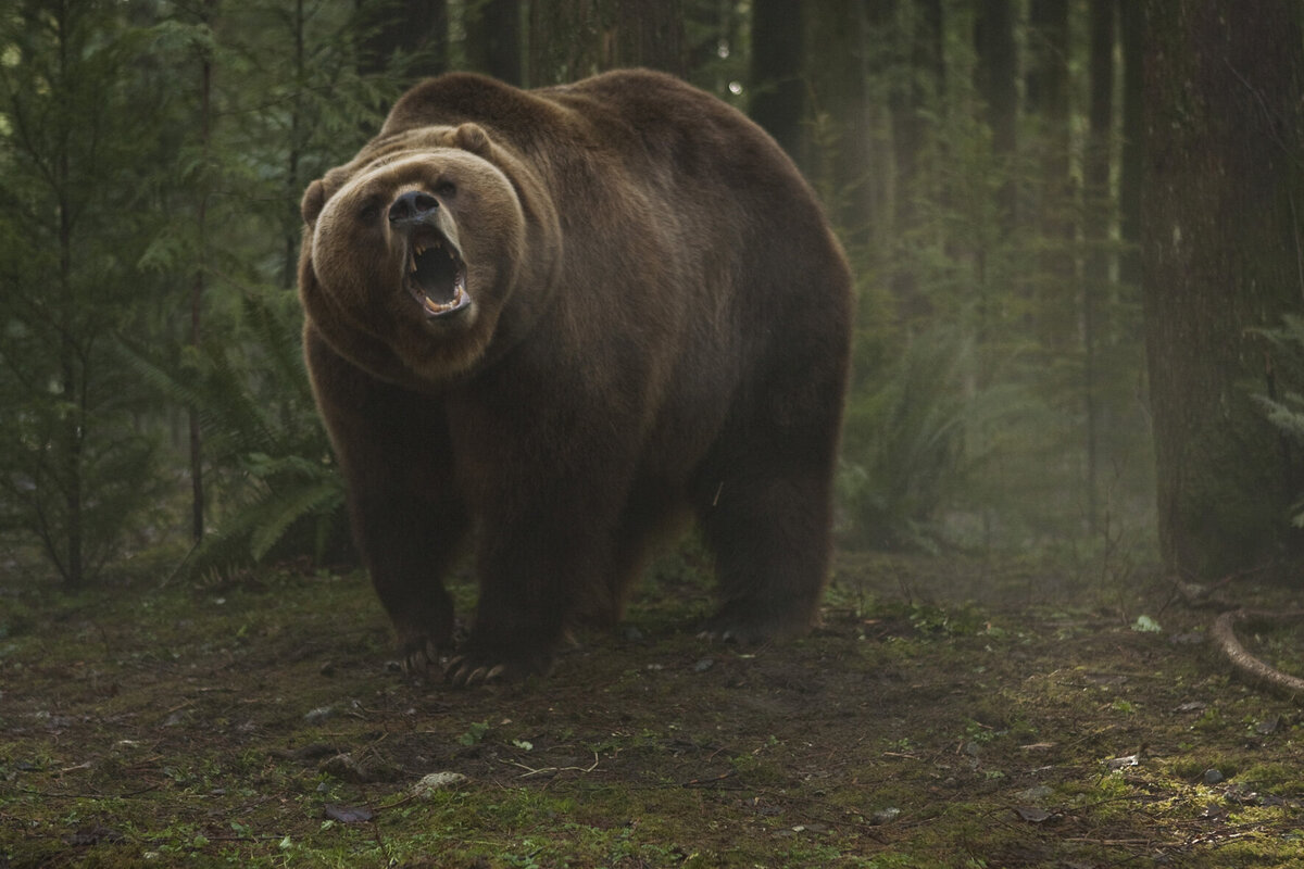 Bear dark. Гризли Grizzly (2013). Медведь Гризли. Гризли 2015. Медведь Гризли большой.
