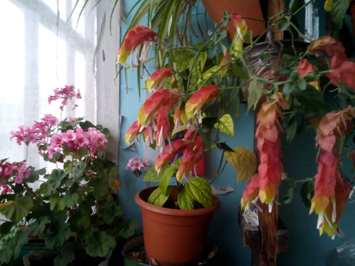 Белопероне цветет