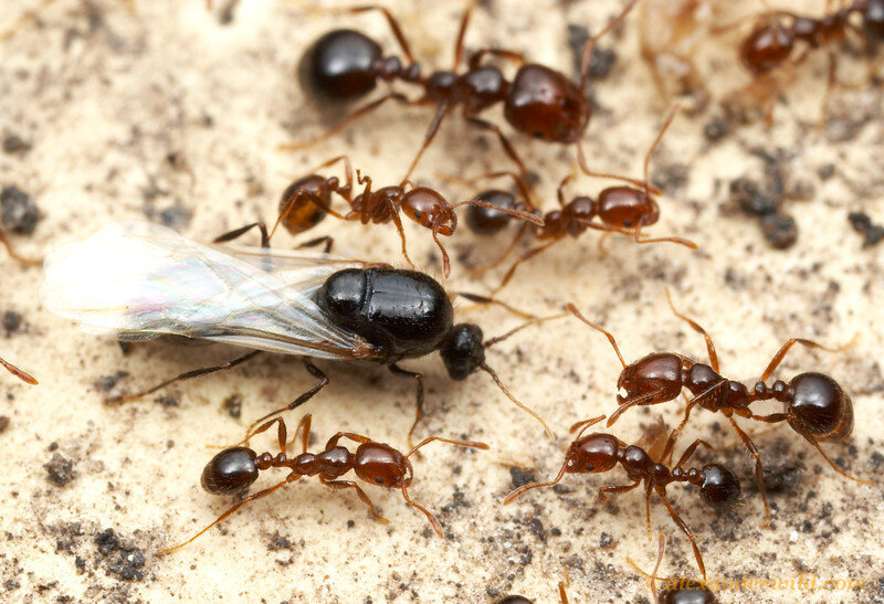 Фото с сайта https://www.alexanderwild.com/Ants/Taxonomic-List-of-Ant-Genera/Solenopsis/i-F9GgJKf/