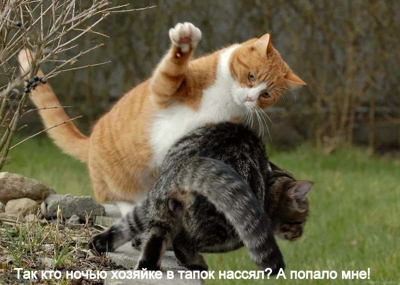 Из открытого источника: Яндекс. Картинки
