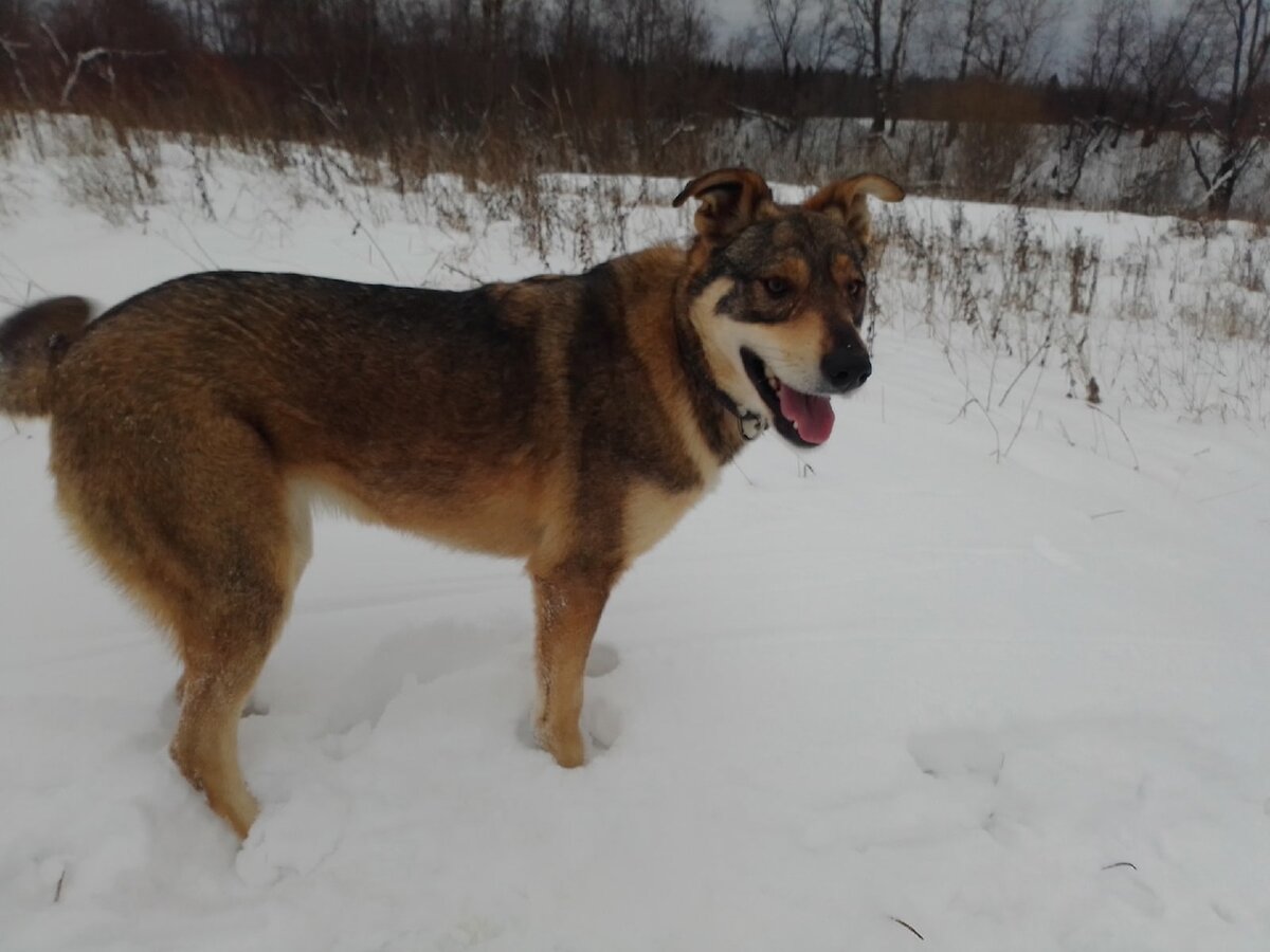 Приют джим чусовой. Джим чусовой приют. Приют джим чусовой где находится. Приют джим чусовой. Джим чусовой приют.