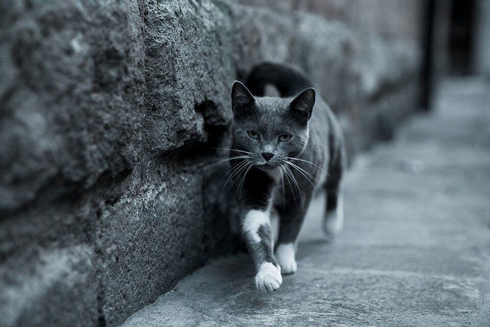 Фото: Pixabay