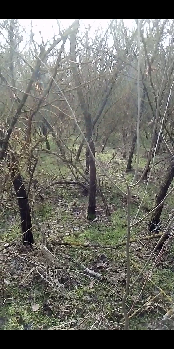 Густой лесок и песчаная почва.