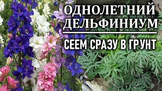 Дельфиниум однолетний Сею семена в открытый грунт как можно раньше