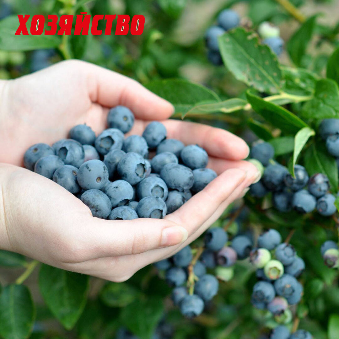 Голубика Садовая Блюголд