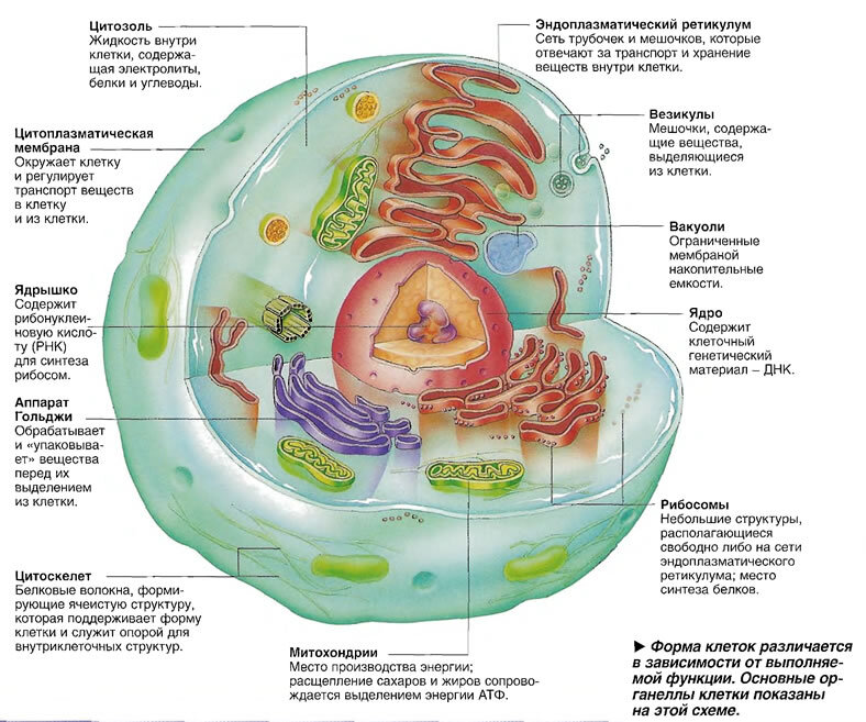 Функции клетки человека. Человеческая клетка строение анатомия. Клеточное строение организма из чего состоят. Состав человеческой клетки. Строение человеческой клетки.